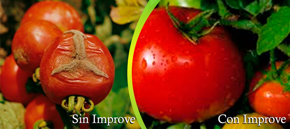 2048-x-915-px-TOmates