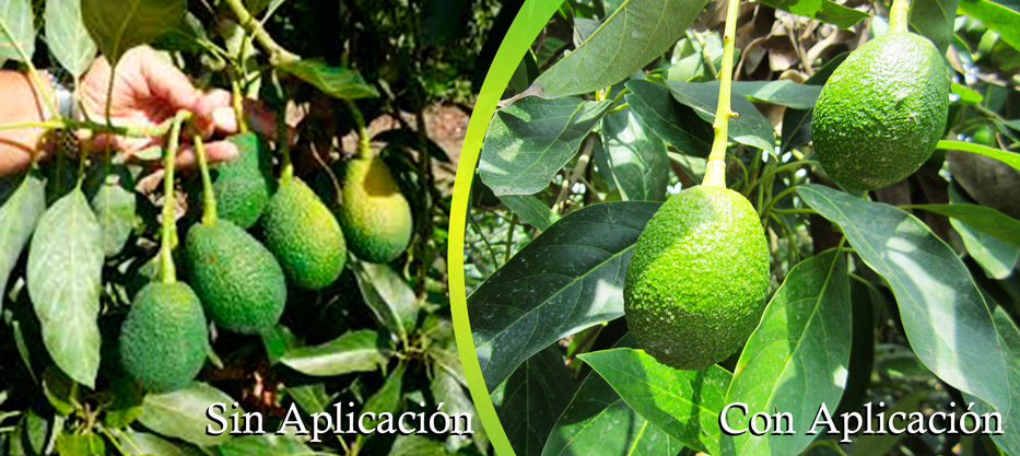 2048-x-915-px-palta1