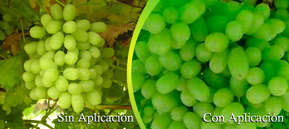 2048-x-915-px-uva-verde1