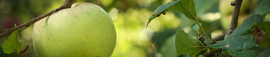 presentacion-manzana-verde