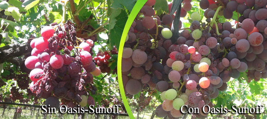 sin-con-oasis-sunoff2